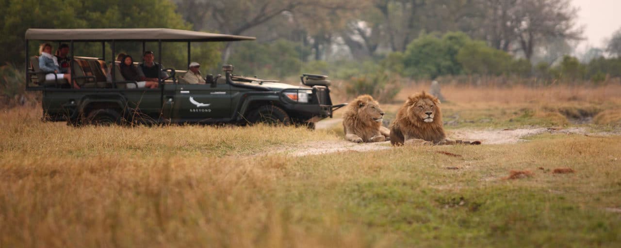 Tips for Planning an Epic Jungle Safari Adventure