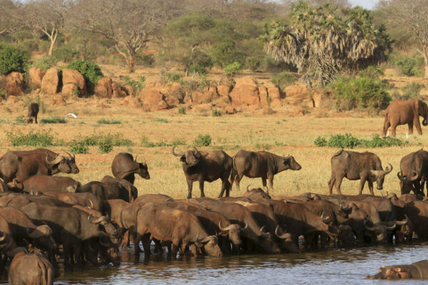 Top Group Tours for Exploring Africa’s Wildlife