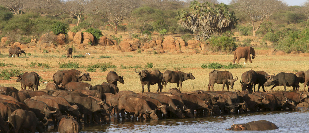 Top Group Tours for Exploring Africa’s Wildlife