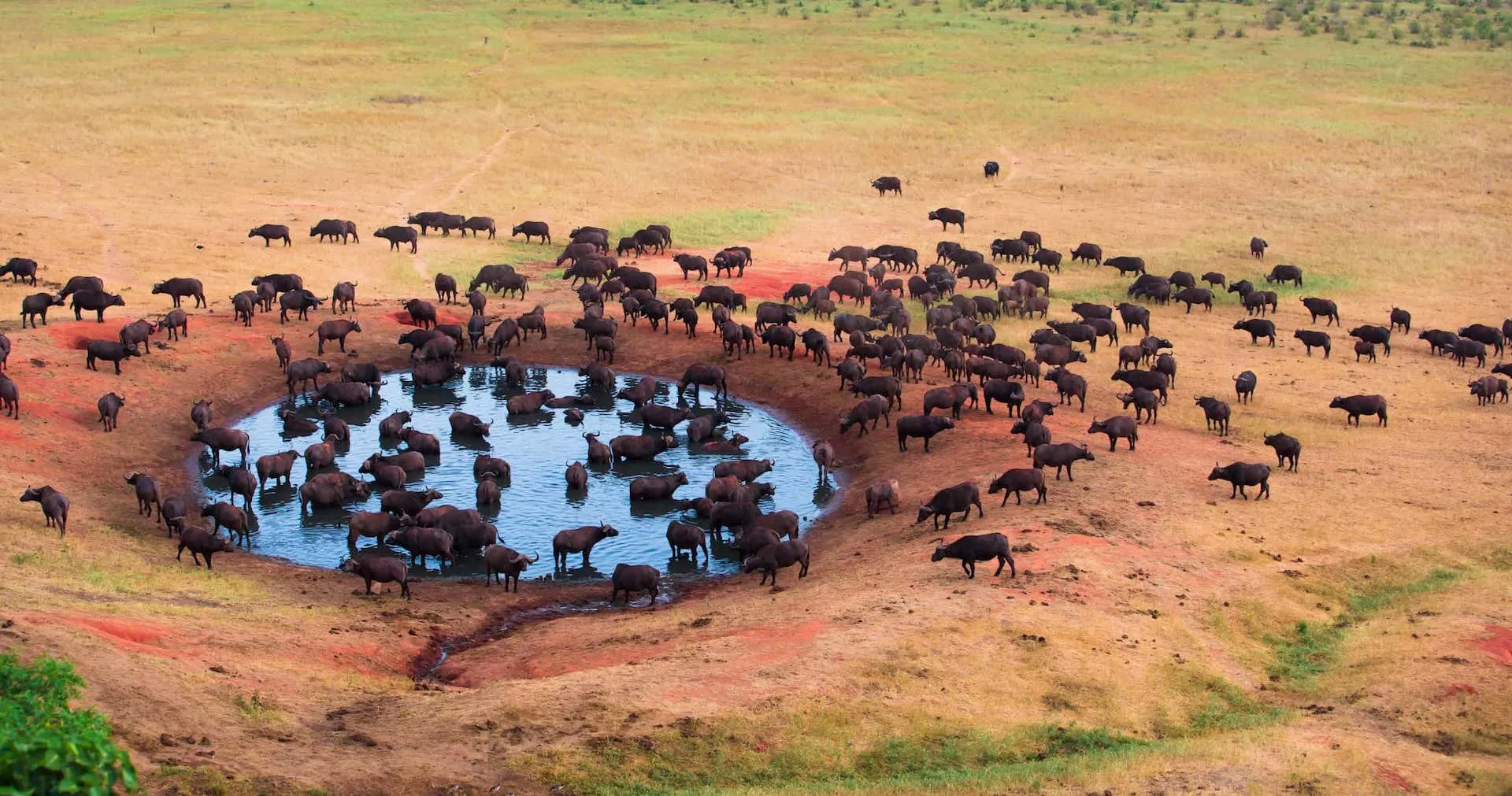 Top Group Tours for Exploring Africa’s Wildlife